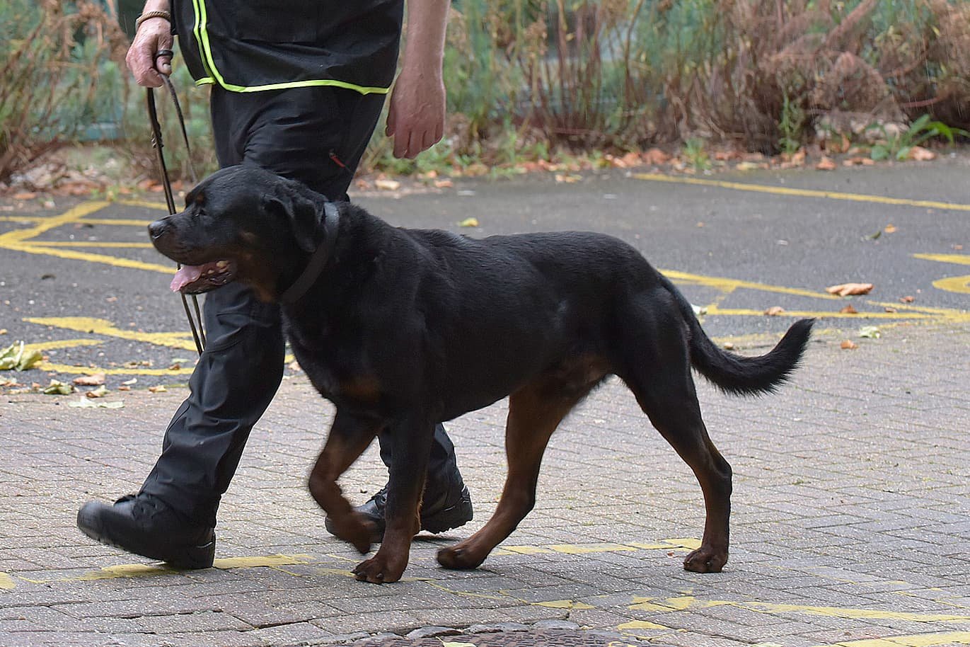 Dog Handler Security Services