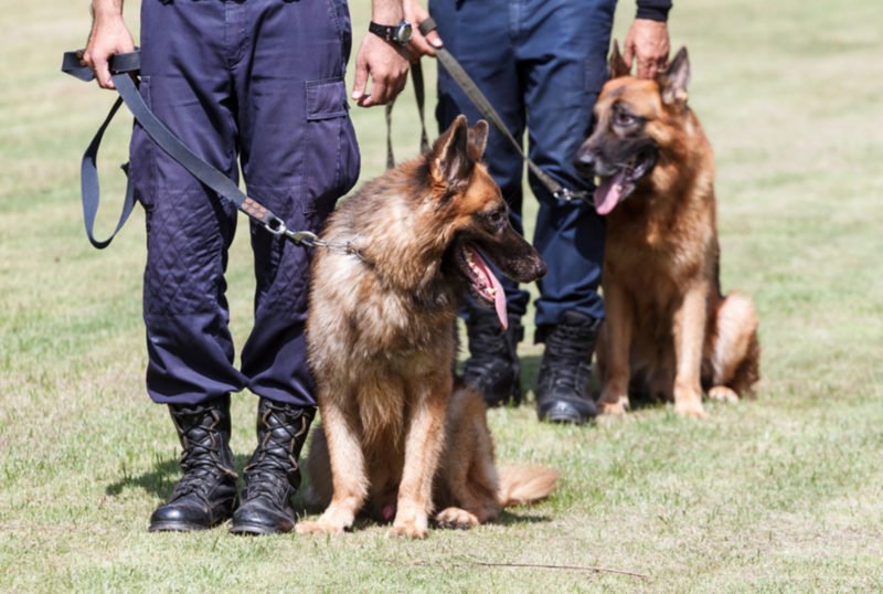 security dog handler